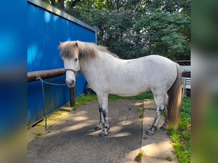 Icelandic Horse Gelding 13 years 14,1 hh Grey in Reinbek