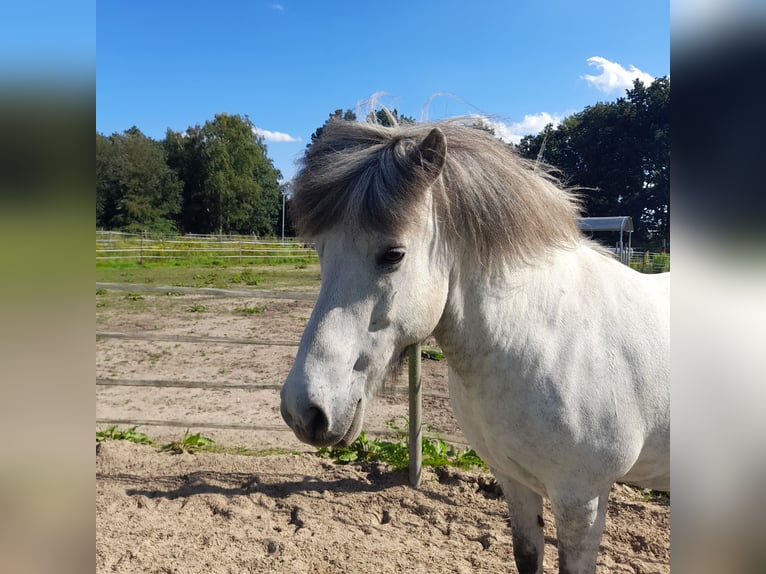 Icelandic Horse Gelding 13 years 14,1 hh Grey in Reinbek