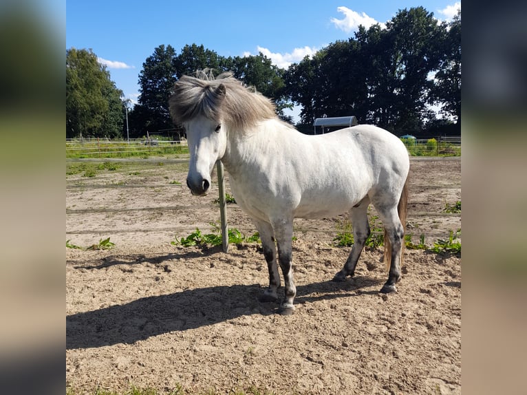 Icelandic Horse Gelding 13 years 14,1 hh Grey in Reinbek