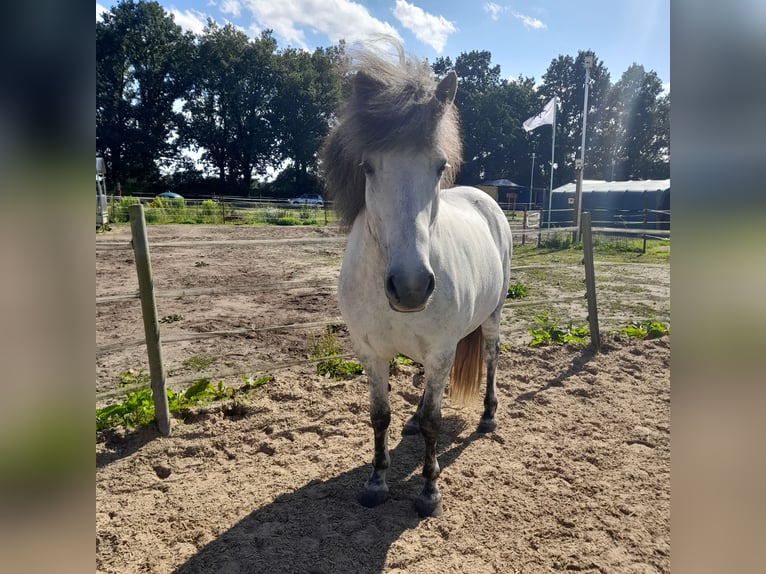 Icelandic Horse Gelding 13 years 14,1 hh Grey in Reinbek
