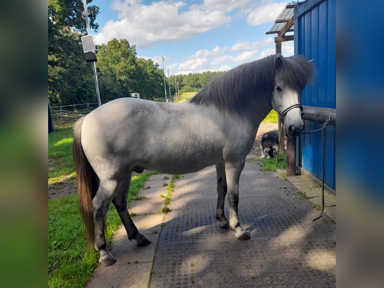 Icelandic Horse Gelding 13 years 14,1 hh Grey in Reinbek