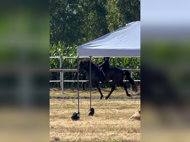 Icelandic Horse Gelding 13 years 14,2 hh Black in Holzgerlingen