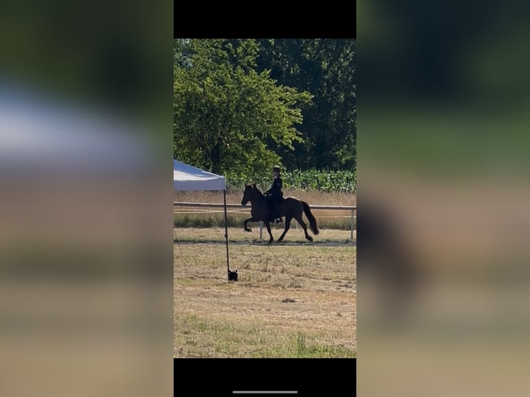 Icelandic Horse Gelding 13 years 14,2 hh Black in Holzgerlingen