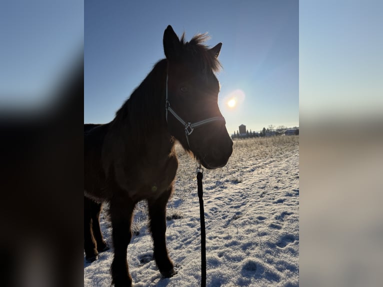 Icelandic Horse Gelding 13 years 14,2 hh Black in Holzgerlingen