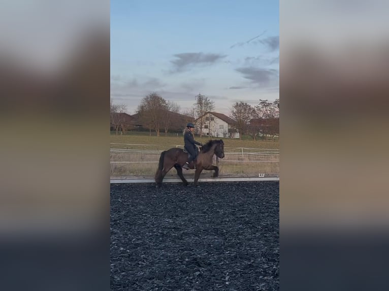 Icelandic Horse Gelding 13 years 14,2 hh Black in Holzgerlingen