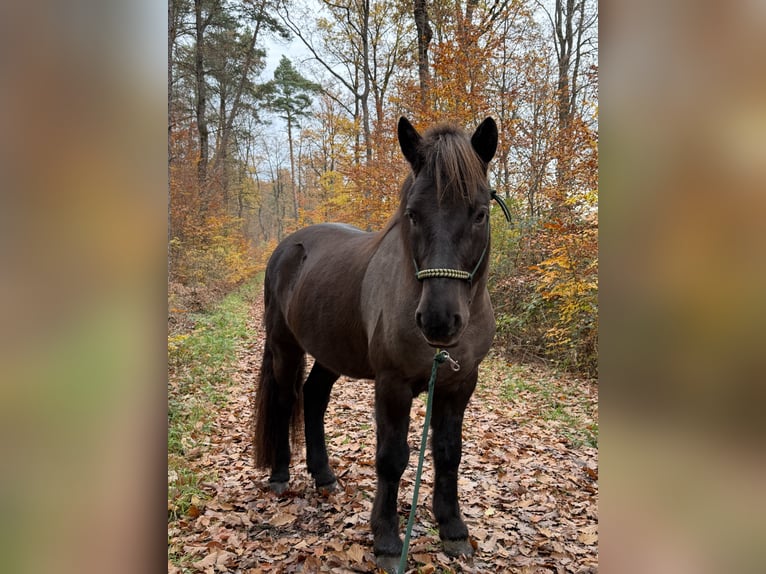 Icelandic Horse Gelding 13 years 14,2 hh Black in Holzgerlingen