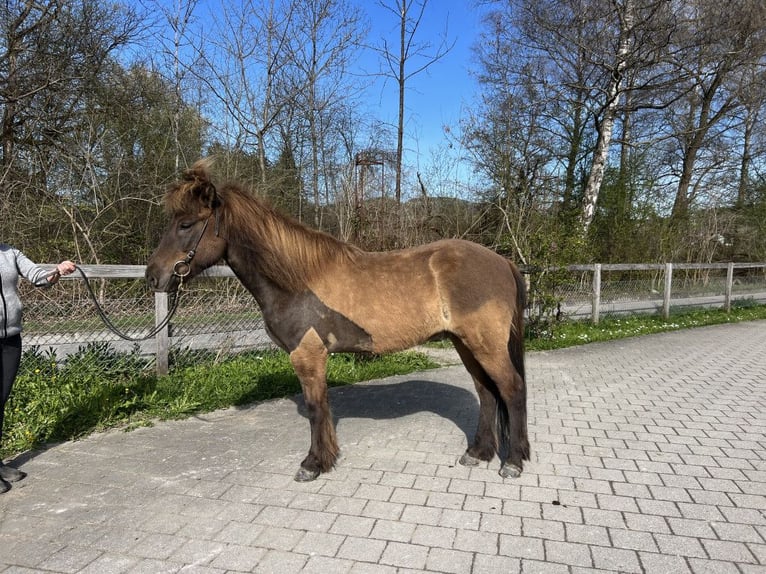 Icelandic Horse Gelding 13 years Black in Münsingen