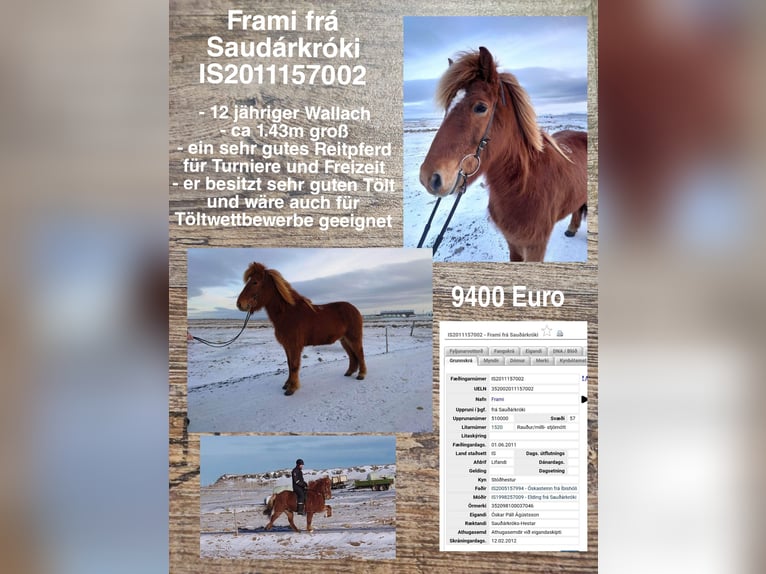 Icelandic Horse Gelding 13 years in Reykjavik