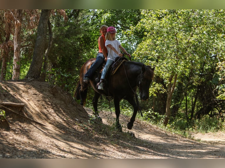 Icelandic Horse Gelding 14 years 13,1 hh Black in Joshua