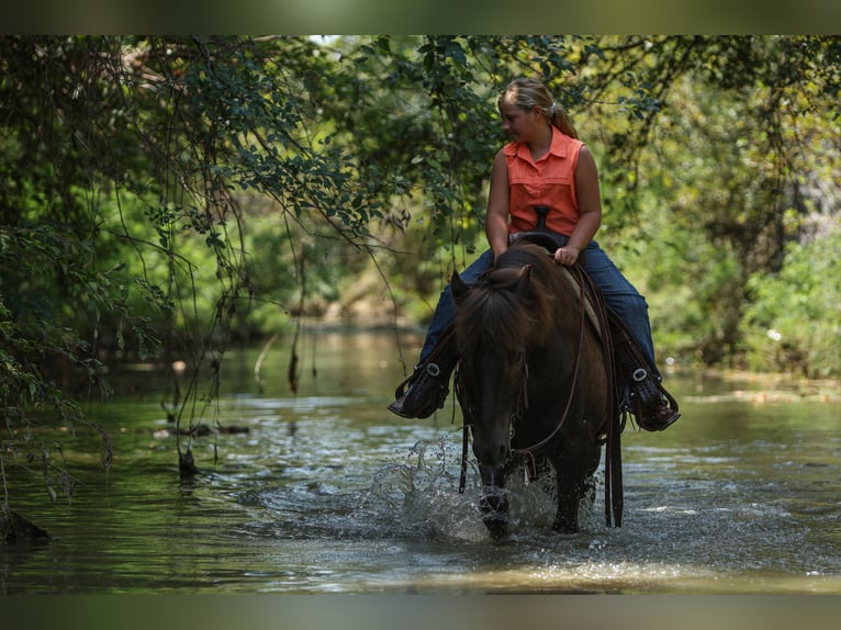 Icelandic Horse Gelding 14 years 13,1 hh Black in Joshua