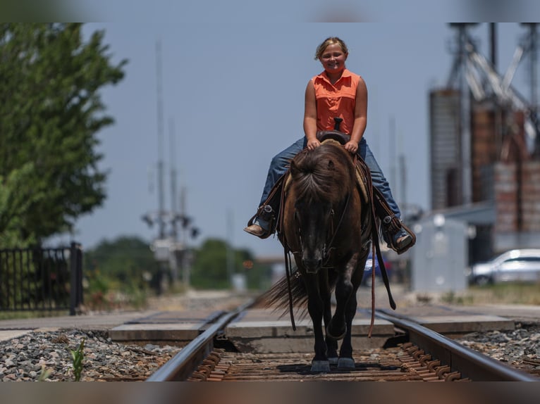 Icelandic Horse Gelding 14 years 13,1 hh Black in Joshua