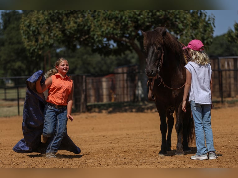 Icelandic Horse Gelding 14 years 13,1 hh Black in Joshua