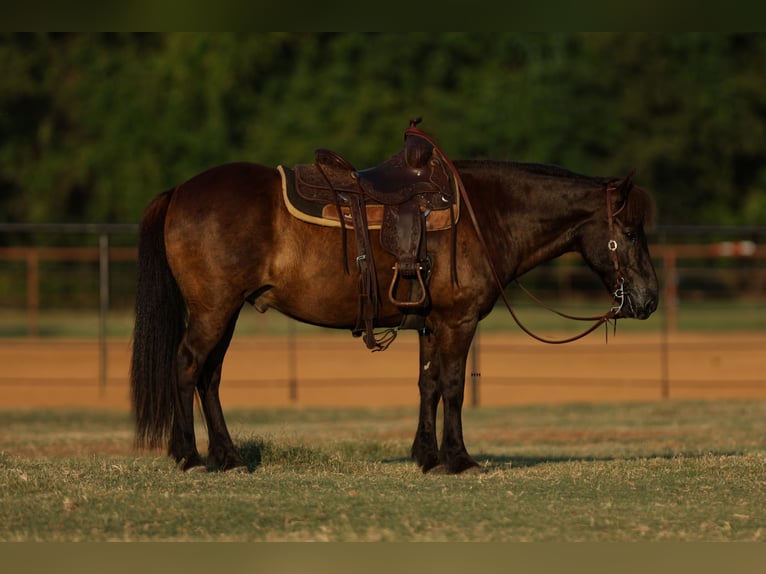 Icelandic Horse Gelding 14 years 13,1 hh Black in Joshua