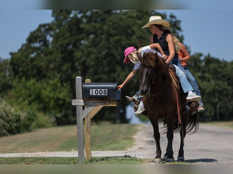 Icelandic Horse Gelding 14 years 13,1 hh Black in Joshua