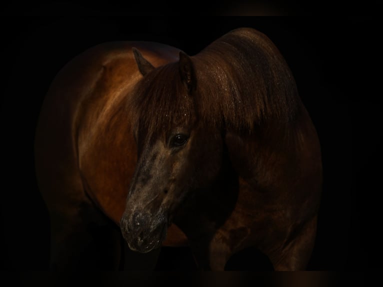 Icelandic Horse Gelding 14 years 13,1 hh Black in Joshua