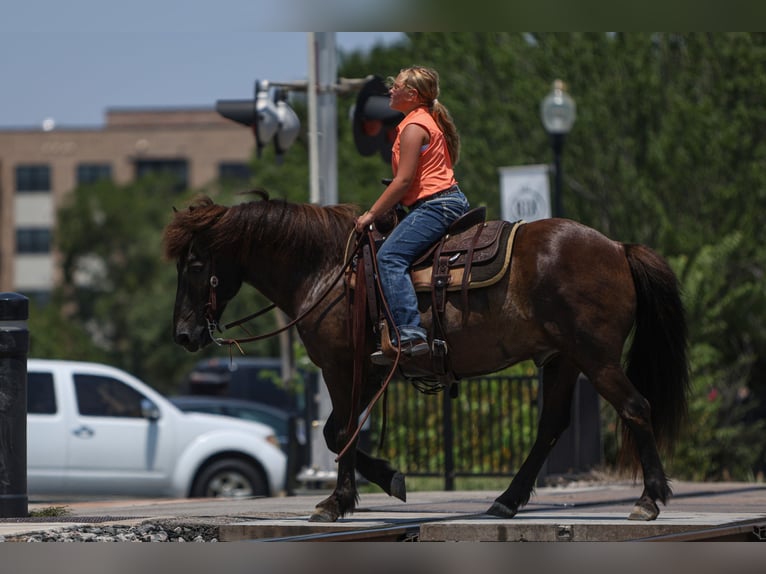 Icelandic Horse Gelding 14 years 13,1 hh Black in Joshua