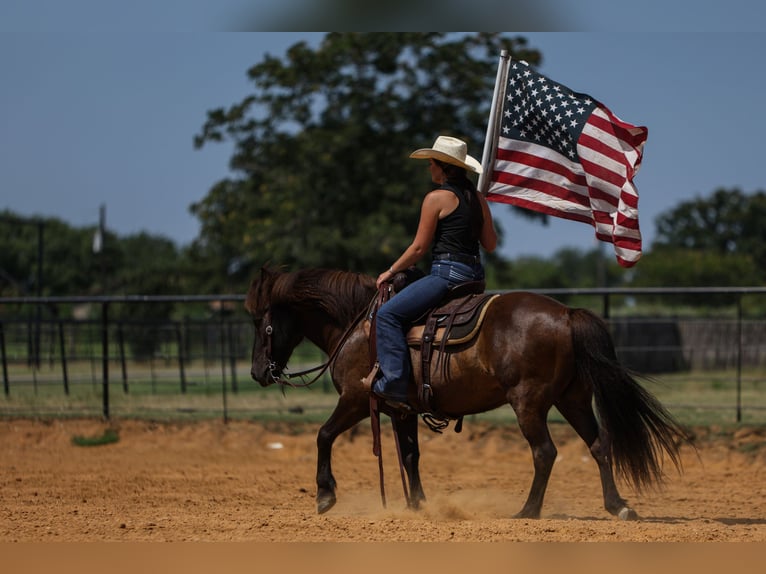 Icelandic Horse Gelding 14 years 13,1 hh Black in Joshua