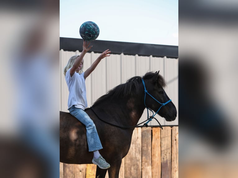 Icelandic Horse Gelding 14 years 13,1 hh Black in Joshua