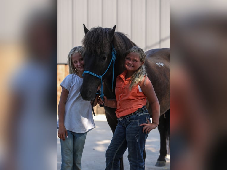 Icelandic Horse Gelding 14 years 13,1 hh Black in Joshua