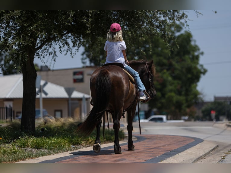 Icelandic Horse Gelding 14 years 13,1 hh Black in Joshua