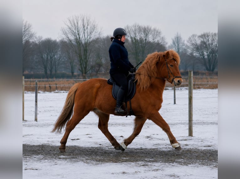 Icelandic Horse Gelding 14 years 13.1 hh Chestnut-Red in Uitikon Waldegg