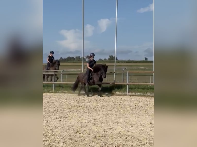 Icelandic Horse Gelding 14 years 13,2 hh Black in Fronreute