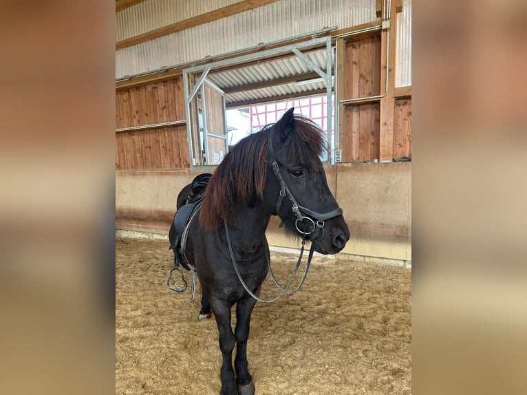 Icelandic Horse Gelding 14 years 13,2 hh Black in Fronreute