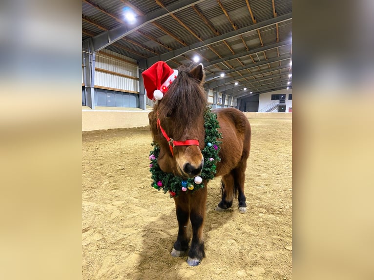 Icelandic Horse Gelding 14 years 13,2 hh Brown in Stapelfeld