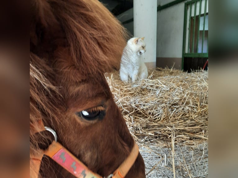 Icelandic Horse Gelding 14 years 13.2 hh Chestnut in Muro