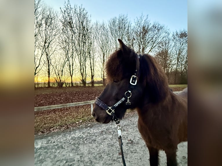 Icelandic Horse Gelding 14 years 13.2 hh  in Kaufungen
