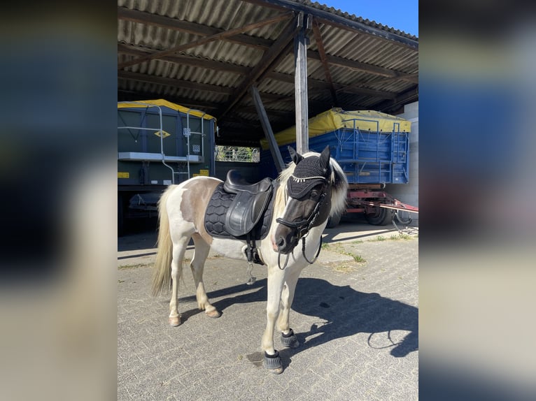 Icelandic Horse Gelding 14 years 13.2 hh Pinto in Eppstein