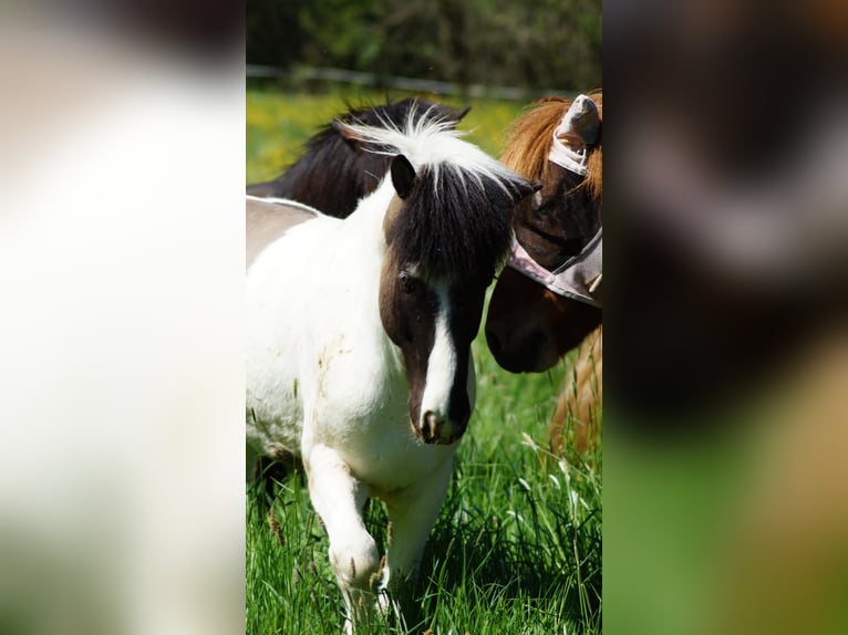 Icelandic Horse Gelding 14 years 13.2 hh Pinto in Eppstein