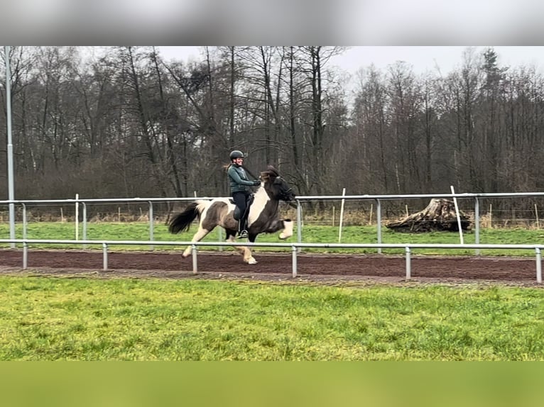 Icelandic Horse Gelding 14 years 13,2 hh Pinto in SoltauSoltau