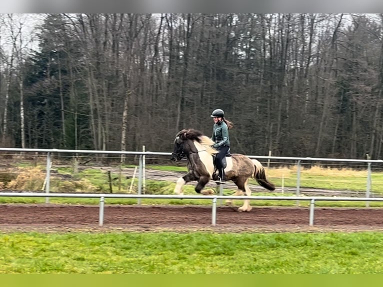 Icelandic Horse Gelding 14 years 13,2 hh Pinto in SoltauSoltau