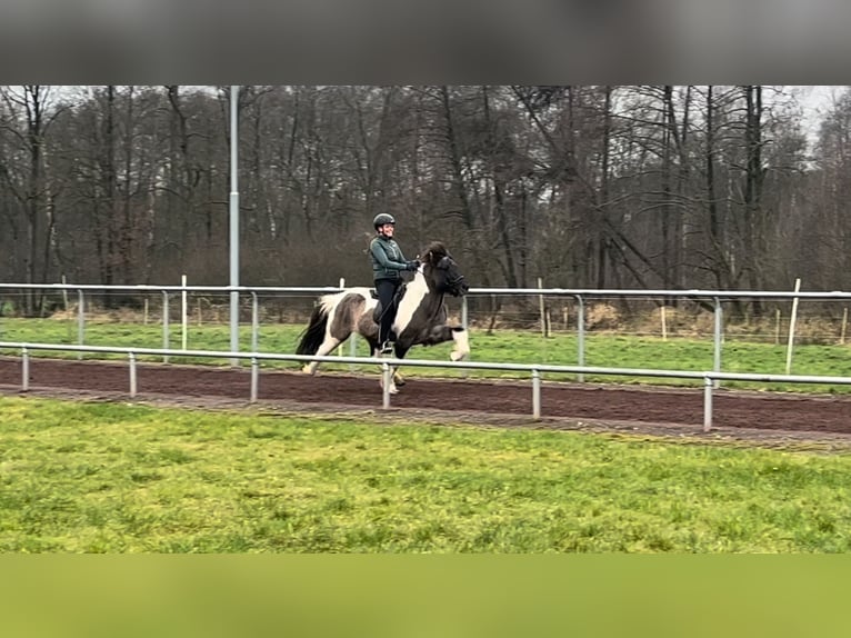 Icelandic Horse Gelding 14 years 13,2 hh Pinto in SoltauSoltau