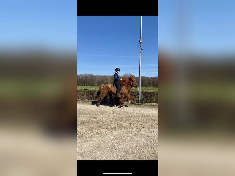 Icelandic Horse Gelding 14 years 13.3 hh Chestnut-Red in Dülmen