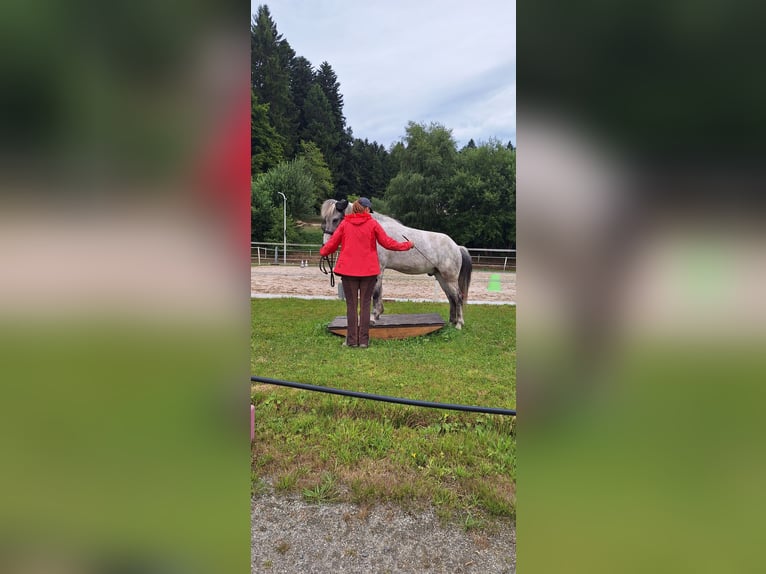 Icelandic Horse Gelding 14 years 13.3 hh Grey-Dapple in Schöfweg