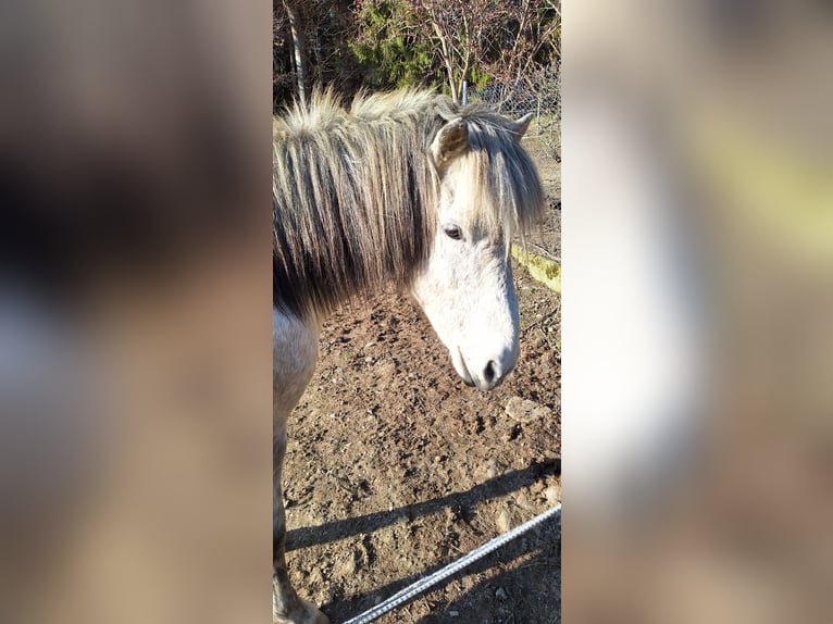 Icelandic Horse Gelding 14 years 13.3 hh Grey-Dapple in Schöfweg