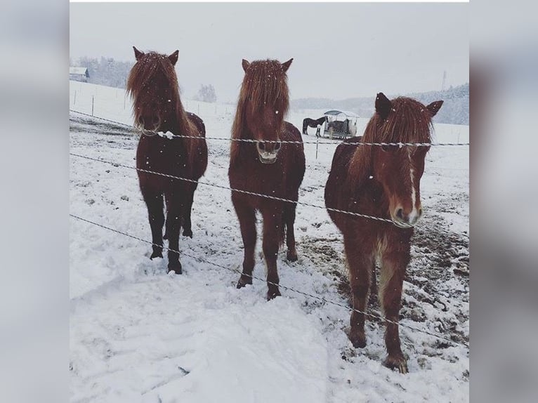 Icelandic Horse Gelding 14 years 13,1 hh Chestnut-Red in Regenstauf