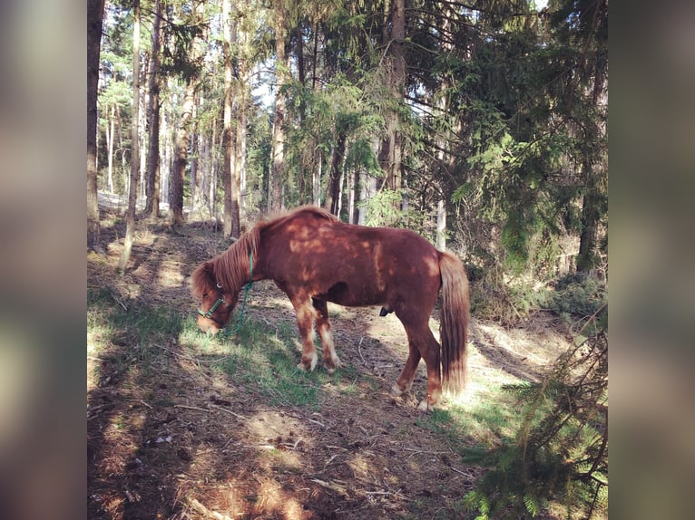 Icelandic Horse Gelding 14 years 13,1 hh Chestnut-Red in Regenstauf