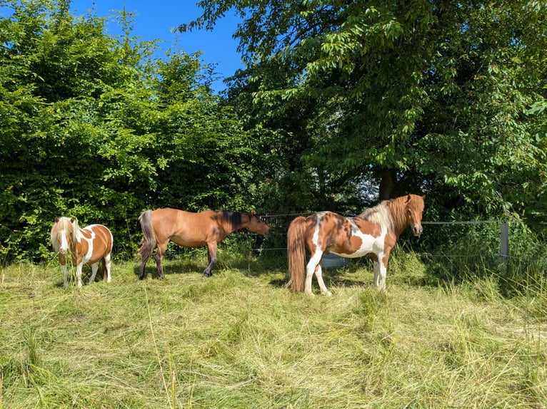 Icelandic Horse Gelding 14 years 13,1 hh Pinto in Lengefeld