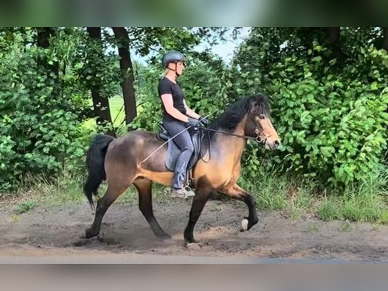 Icelandic Horse Gelding 14 years 13,2 hh Brown in Schneverdingen