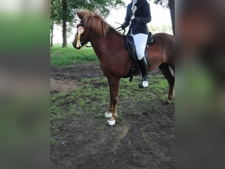 Icelandic Horse Gelding 14 years 13,2 hh Chestnut-Red in Hildesheim