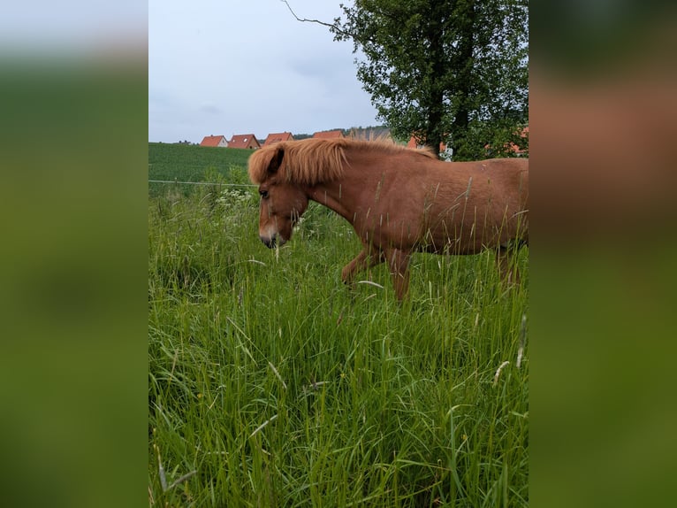 Icelandic Horse Gelding 14 years 13,2 hh Chestnut-Red in Hildesheim Icelandic Horse Gelding 14 years 13,2 hh Chestnut-Red in Hildesheim