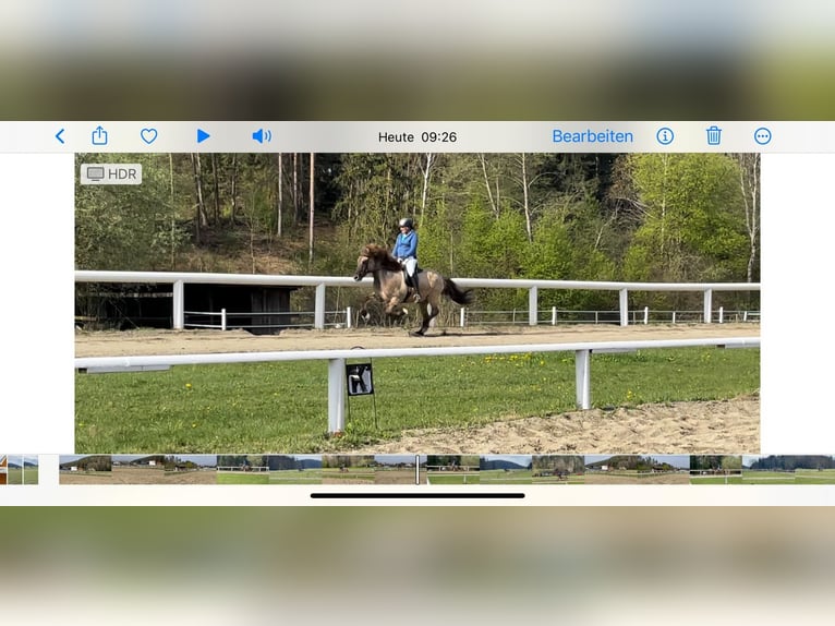 Icelandic Horse Gelding 14 years 13,2 hh in Klagenfurt,14.Bez.W&#xF6;lfnitz