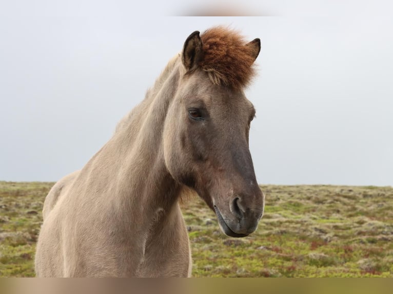 Icelandic Horse Gelding 14 years 13,2 hh in Klagenfurt,14.Bez.W&#xF6;lfnitz