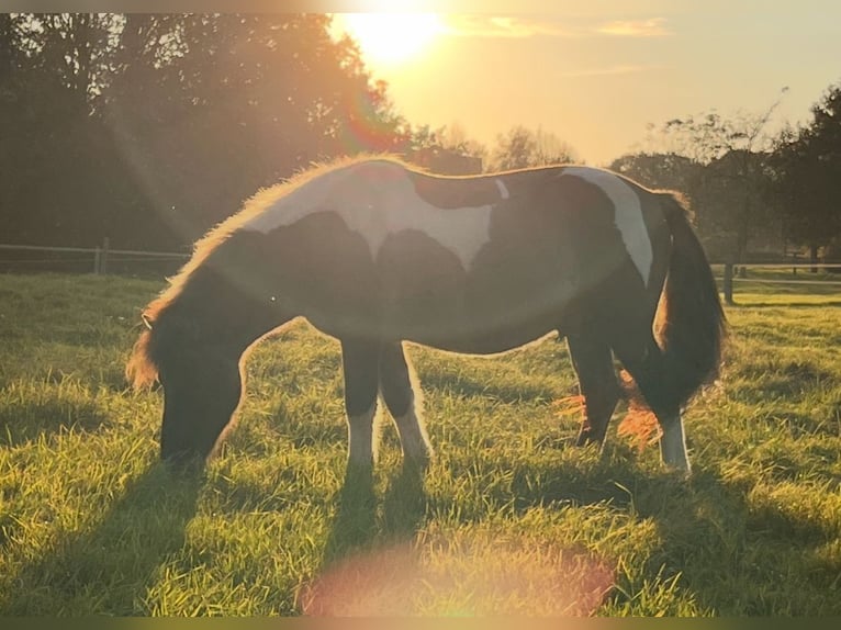 Icelandic Horse Gelding 14 years 13,2 hh Pinto in Moers