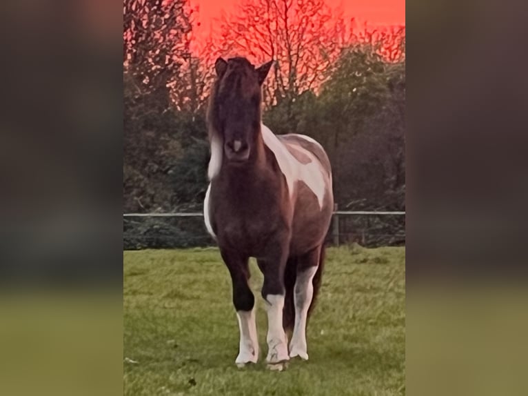 Icelandic Horse Gelding 14 years 13,2 hh Pinto in Moers