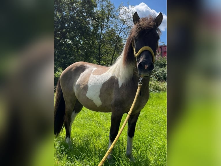 Icelandic Horse Gelding 14 years 13,2 hh Pinto in Moers