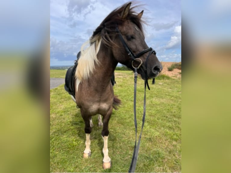 Icelandic Horse Gelding 14 years 13,2 hh Pinto in Moers